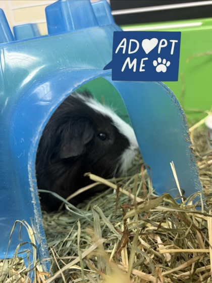 MEDIC - Guinea Pig / Guinea Pig available for adoption
