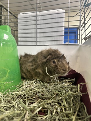 SQUIGGLY - Guinea Pig / Guinea Pig available for adoption