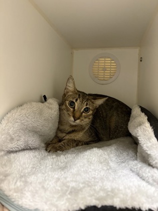 LUNA - Domestic Shorthair / Mix available for adoption