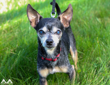 BLAZA - Short Coat Chihuahua / Mix available for adoption