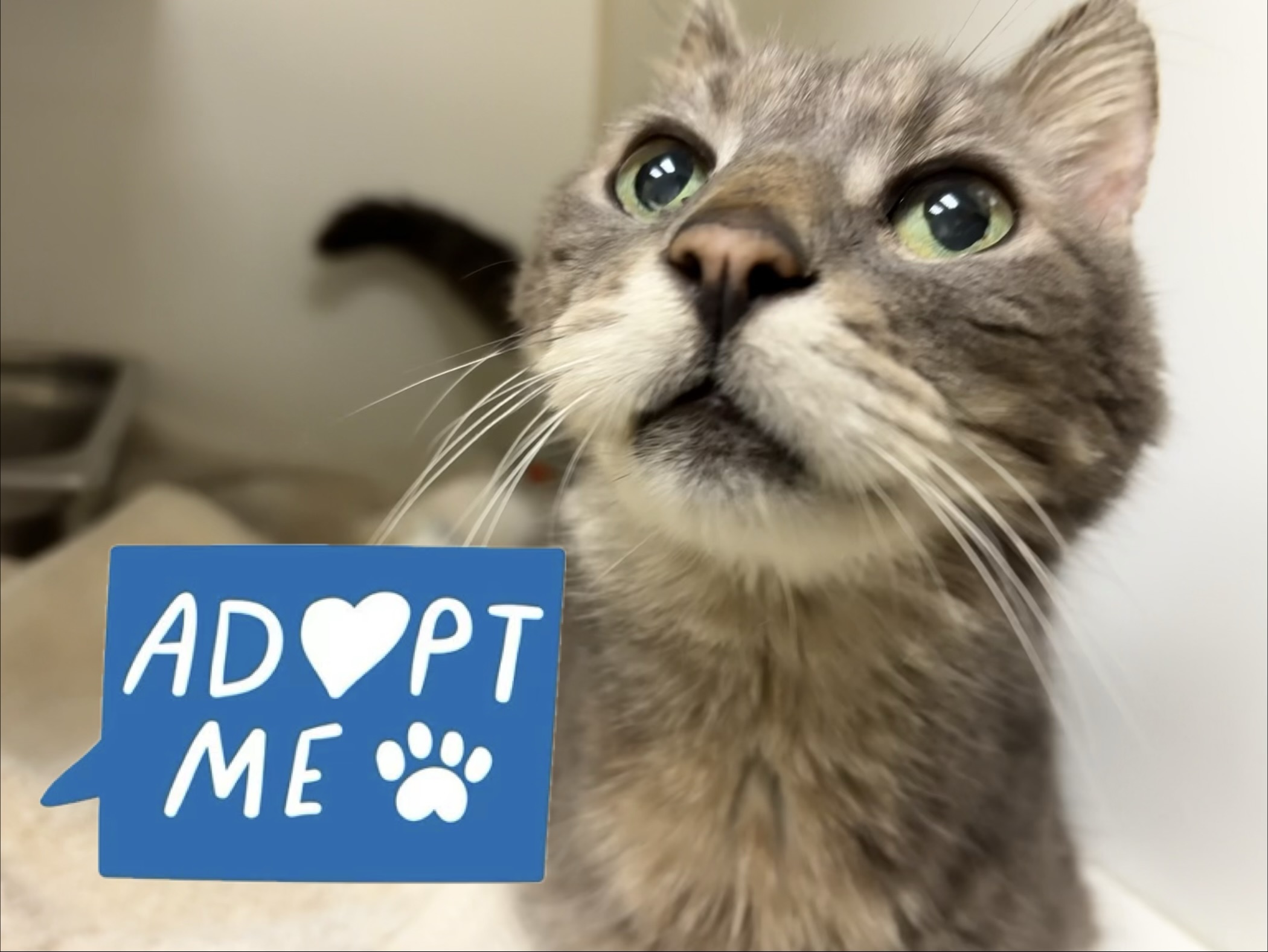 ICY - Domestic Shorthair / Mix available for adoption