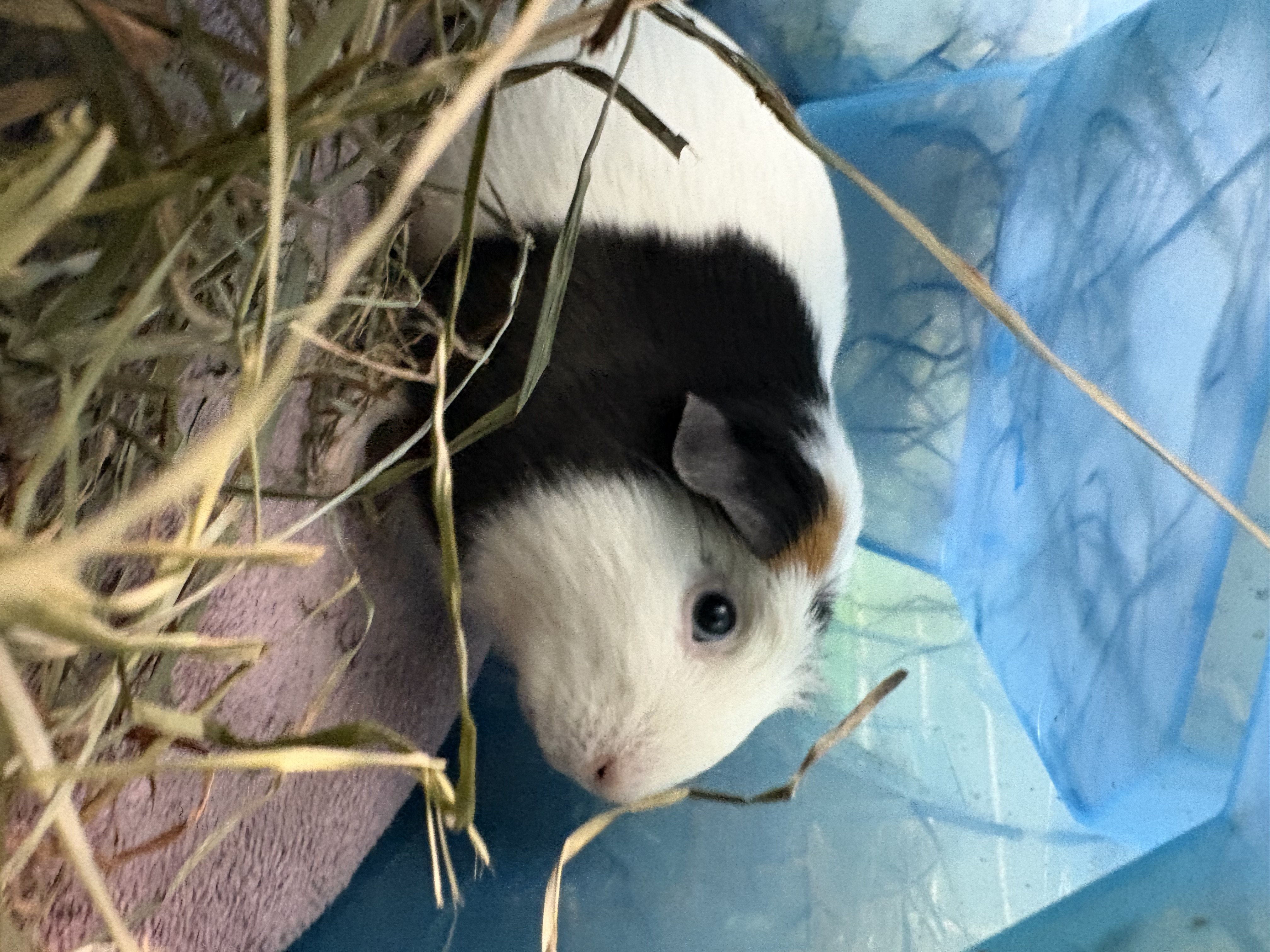 FIDGET - Guinea Pig / Guinea Pig available for adoption