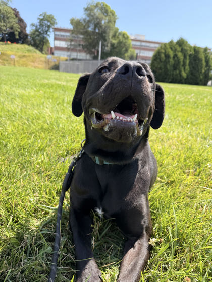 ROCKY - Boxer / Mix available for adoption