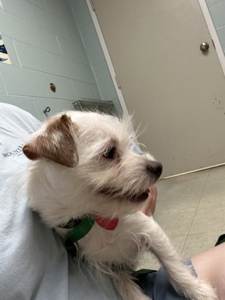 OLD MAN JENKINS - Long Coat Chihuahua / Mix for adoption in Manchester