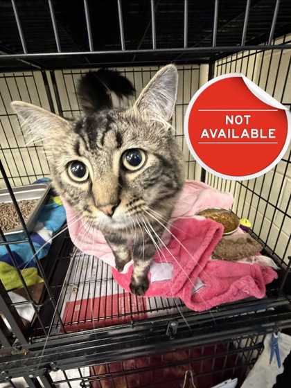 KOFI - Domestic Medium Hair / Mix available for adoption