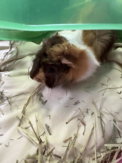 CRANBERRY - Guinea Pig available for adoption