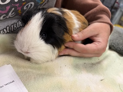 CHORIZO - Guinea Pig available for adoption
