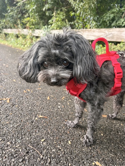 ACE - Bichon Frise / Shih Tzu available for adoption