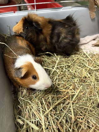 MAIKO - Guinea Pig / Guinea Pig available for adoption