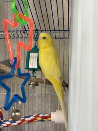 TALI - Parakeet (Other) available for adoption