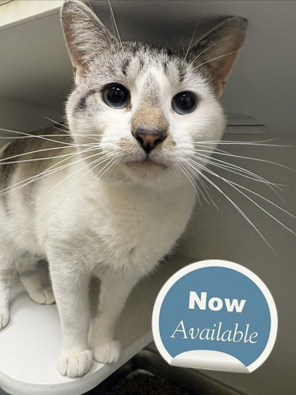 MAXWELL - Domestic Shorthair / Mix available for adoption