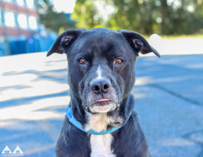 BUDDY - Labrador Retriever / Mix available for adoption