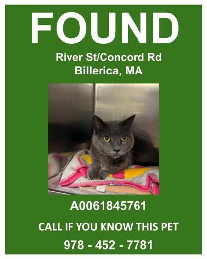 ANN KELLY - Domestic Medium Hair / Mix available for adoption
