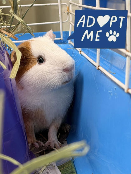 HUCKLEBERRY - Guinea Pig available for adoption