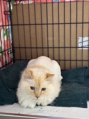 COOLIDGE - Domestic Longhair / Mix for adoption in Lowell