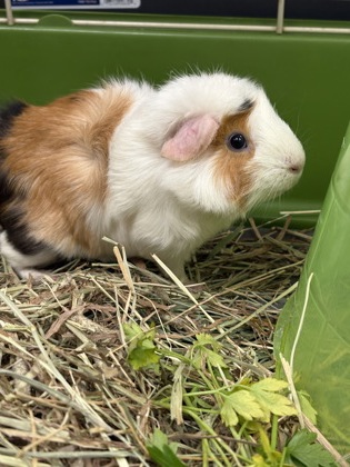 MEATBALL - Guinea Pig available for adoption