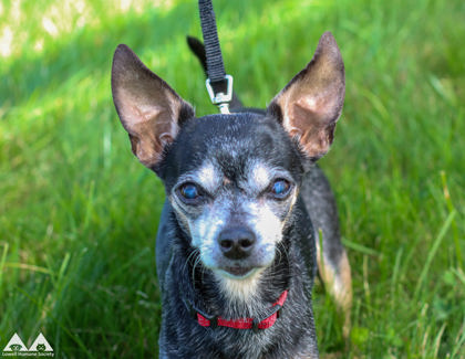 BLAZA - Short Coat Chihuahua / Mix available for adoption