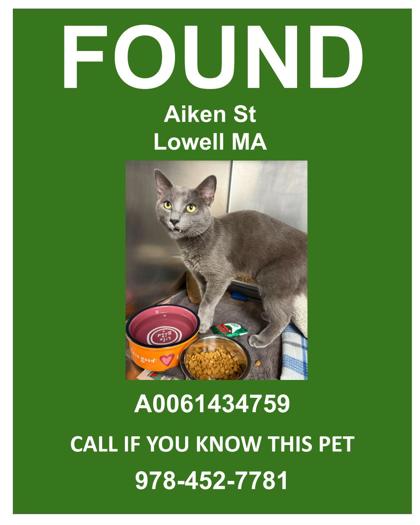 CHAZ - Domestic Shorthair / Mix for adoption in Lowell