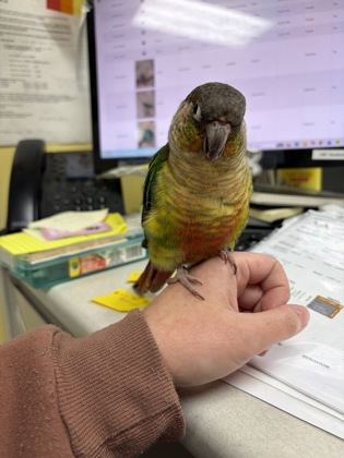 ANISE - Conure / Conure available for adoption