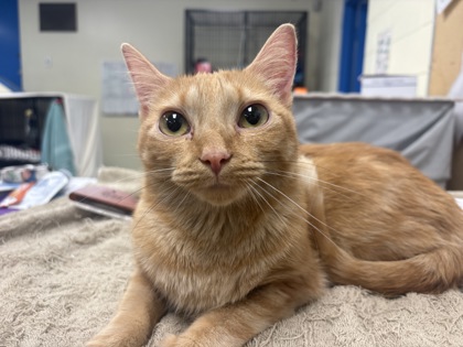 CHEESECAKE - Domestic Shorthair / Mix available for adoption