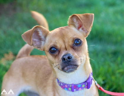 PRECIOUS - Short Coat Chihuahua / Mix available for adoption