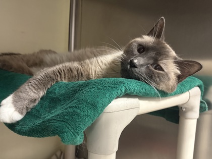 LITTLE KITTY - Domestic Shorthair / Mix available for adoption