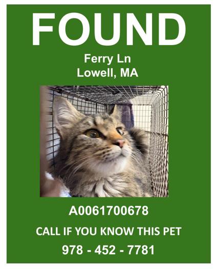 KERRI - Domestic Medium Hair / Mix for adoption in Nashua