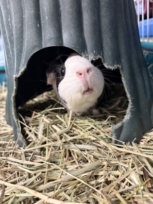 CHICHARRONES - Guinea Pig available for adoption