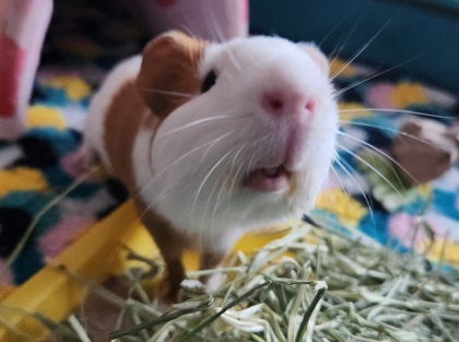 HUCKLEBERRY - Guinea Pig available for adoption