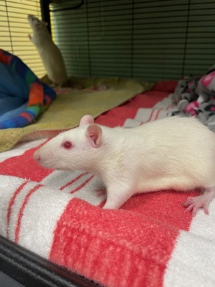 BUBBA - Rat available for adoption