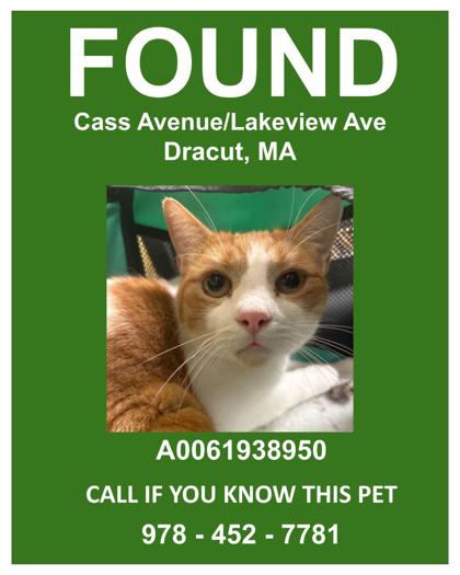 CASS AVE CAT - Domestic Shorthair / Mix available for adoption