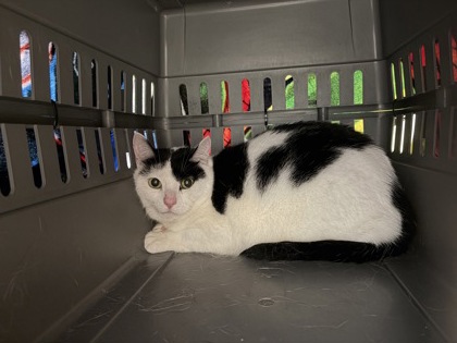 MISHKA - Domestic Longhair / Mix for adoption in Lowell