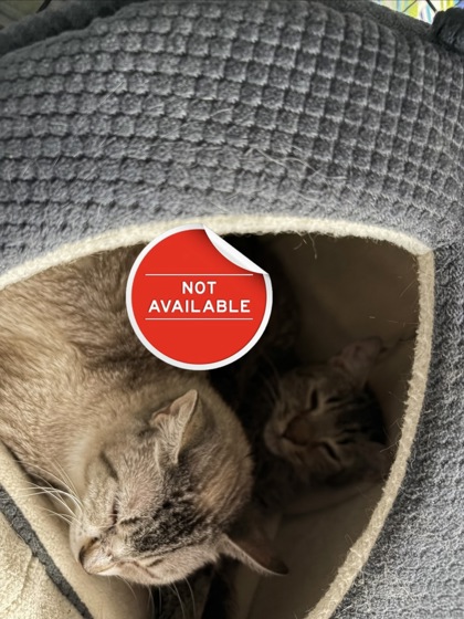 RICKY - Domestic Shorthair / Mix for adoption in Lowell
