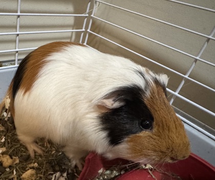 CINNAMON - Guinea Pig available for adoption