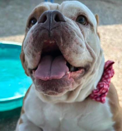 REBA - Bully American - Pocket / Mix available for adoption