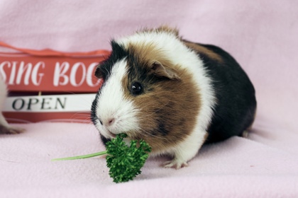 CAPT MARVEL - Guinea Pig / Guinea Pig available for adoption