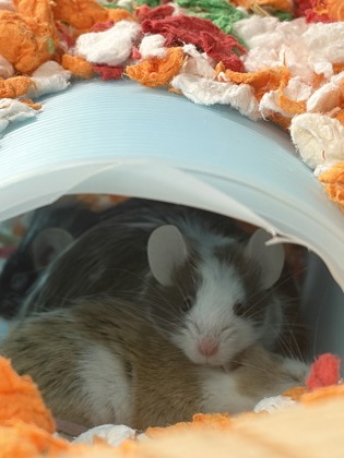 BRUIN - Mouse / Mouse available for adoption