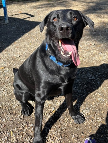 CAIN - Labrador Retriever available for adoption