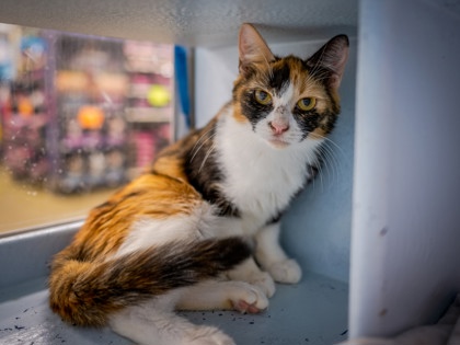 CHRISSY - Domestic Shorthair / Mix available for adoption