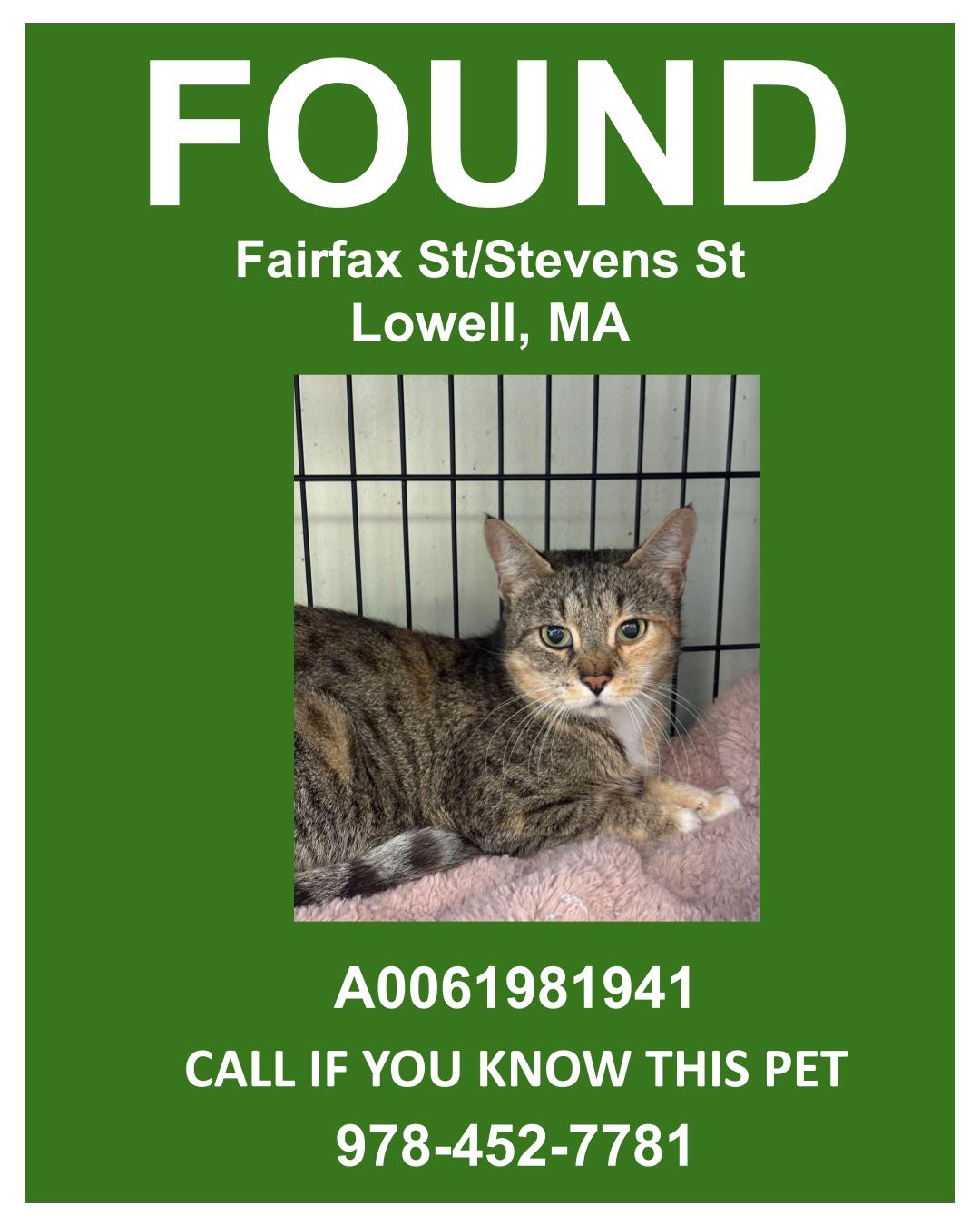 FAIRFAX MOM - Domestic Shorthair / Mix available for adoption
