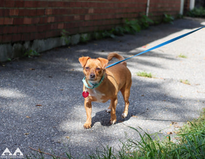 BROWNIE BRITTLE - Short Coat Chihuahua / Mix available for adoption
