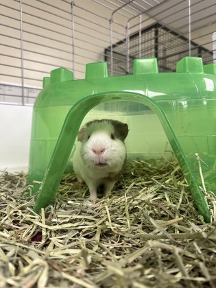 LENNY - Guinea Pig / Guinea Pig available for adoption