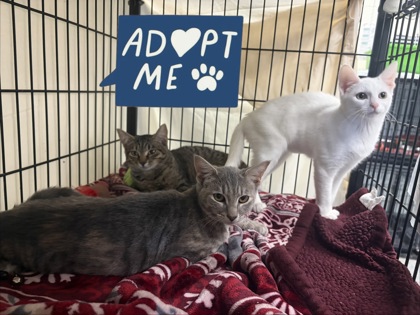THUNDER - Domestic Shorthair / Mix for adoption in Nashua