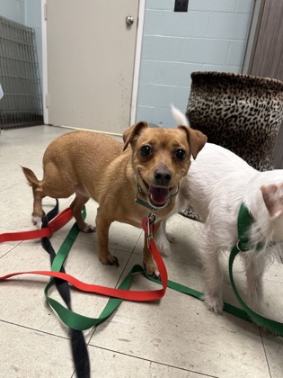 BROWNIE BRITTLE - Short Coat Chihuahua / Mix available for adoption