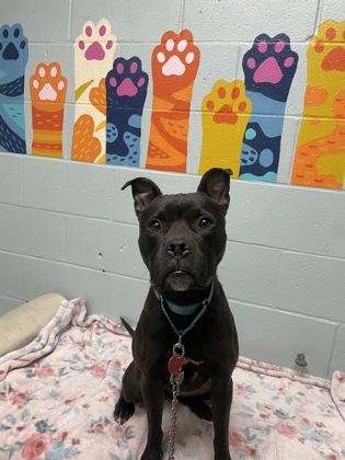 DARLA - Mixed Breed, Large (over 44 lbs fully grown) / Mix available for adoption