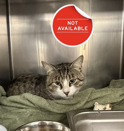 BERNARDO - Domestic Shorthair / Mix available for adoption