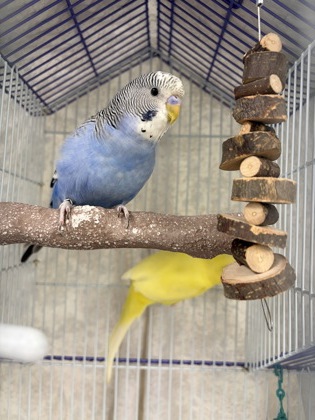 KLISHA - Parakeet (Other) available for adoption