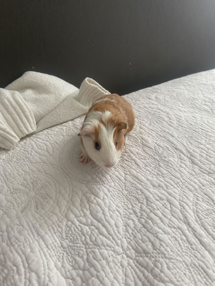 MACARONI - Guinea Pig available for adoption