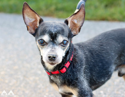 BLAZA - Short Coat Chihuahua / Mix available for adoption