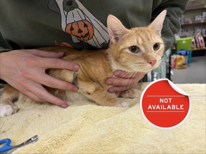 MASHA - Domestic Shorthair / Mix for adoption in Nashua